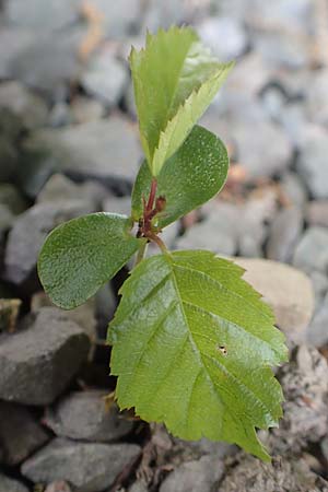 Carpinus betulus \ Hain-Buche, Wei-Buche, D Drolshagen 21.5.2018