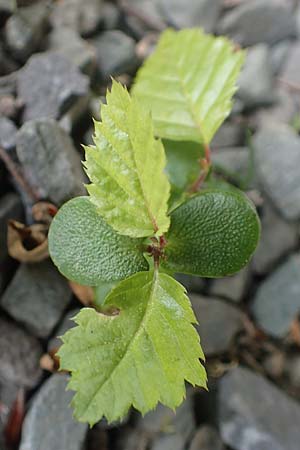 Carpinus betulus \ Hain-Buche, Wei-Buche / Hornbeam, D Drolshagen 21.5.2018