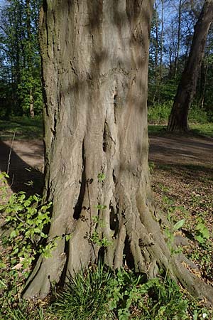 Carpinus betulus / Hornbeam, D Mannheim 22.4.2021