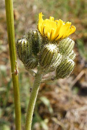 Hieracium cymosum \ Trugdoldiges Habichtskraut / Cymose Hawkweed, D Limburg 22.5.2015