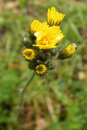 Hieracium calodon \ Schnhaariges Habichtskraut / Hawkweed, D Walheim 30.5.2015