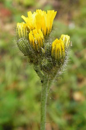 Hieracium calodon \ Schnhaariges Habichtskraut / Hawkweed, D Walheim 30.5.2015