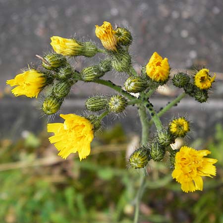 Hieracium calodon \ Schnhaariges Habichtskraut / Hawkweed, D Walheim 30.5.2015