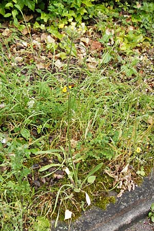 Hieracium calodon \ Schnhaariges Habichtskraut / Hawkweed, D Walheim 30.5.2015