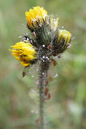 Hieracium caespitosum \ Wiesen-Habichtskraut / Yellow Fox and Cubs, D Odenwald, Lindenfels 16.6.2015