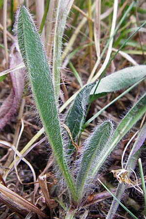 Hieracium caespitosum \ Wiesen-Habichtskraut / Yellow Fox and Cubs, D Odenwald, Lindenfels 16.6.2015