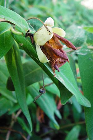 Hypericum calycinum \ Grokelchiges Johanniskraut, Immergrnes Johanniskraut / Creeping St. John's-Wort, Aaron's Beard, D Eich 30.6.2015