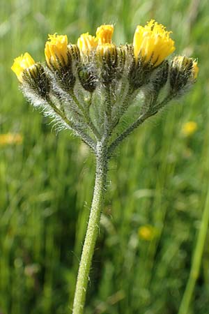 Hieracium caespitosum \ Wiesen-Habichtskraut / Yellow Fox and Cubs, D Böttingen 3.6.2015