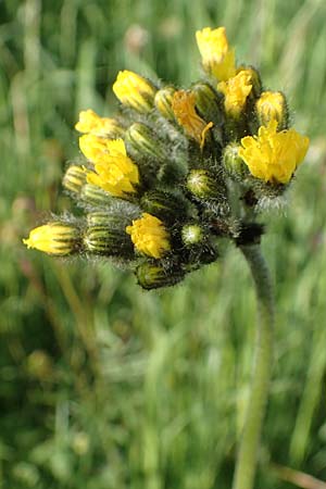 Hieracium caespitosum \ Wiesen-Habichtskraut / Yellow Fox and Cubs, D Böttingen 3.6.2015