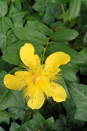 Hypericum calycinum \ Grokelchiges Johanniskraut, Immergrnes Johanniskraut / Creeping St. John's-Wort, Aaron's Beard, D Mannheim 17.6.2016