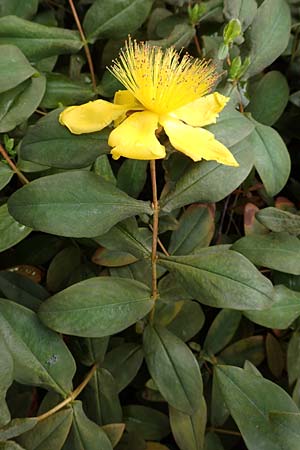 Hypericum calycinum \ Grokelchiges Johanniskraut, Immergrnes Johanniskraut / Creeping St. John's-Wort, Aaron's Beard, D Mannheim 17.6.2016