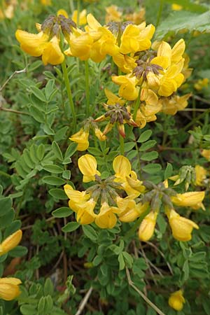 Hippocrepis comosa \ Hufeisenklee / Horseshoe Vetch, D Waldshut-Tiengen 1.5.2019