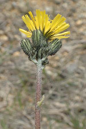 Hieracium caespitosum \ Wiesen-Habichtskraut / Yellow Fox and Cubs, D Neuleiningen 14.5.2020