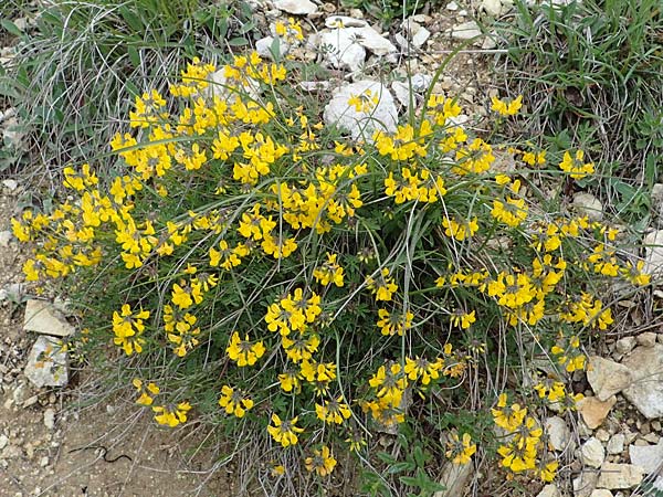 Hippocrepis comosa \ Hufeisenklee / Horseshoe Vetch, D Neuleiningen 15.5.2021