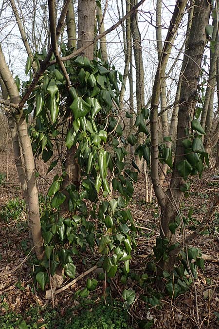 Hedera colchica / Georgian Ivy, D Duisburg 12.3.2022