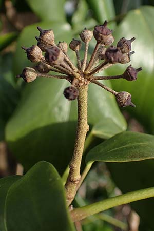 Hedera colchica \ Kolchis-Efeu, D Duisburg 12.3.2022