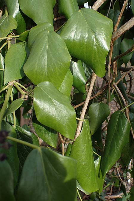 Hedera colchica \ Kolchis-Efeu, D Duisburg 12.3.2022