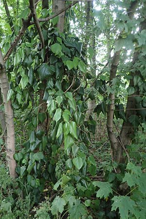 Hedera colchica \ Kolchis-Efeu, D Duisburg 19.6.2022