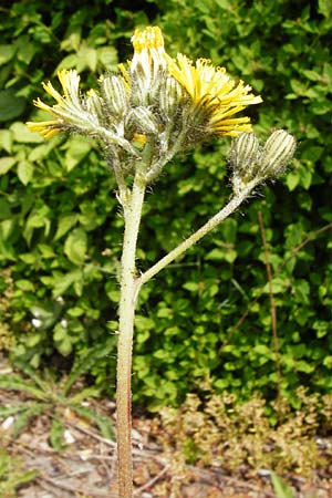 Hieracium densiflorum \ Dichtbltiges Habichtskraut / Dense-Flowered Hawkweed, D Altenglan 24.5.2015