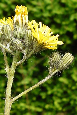 Hieracium densiflorum \ Dichtbltiges Habichtskraut / Dense-Flowered Hawkweed, D Altenglan 24.5.2015