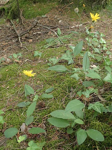 Hieracium diaphanoides subsp. forstense \ Forster Habichtskraut / Forst Hawkweed, D Wachenheim 7.6.2018