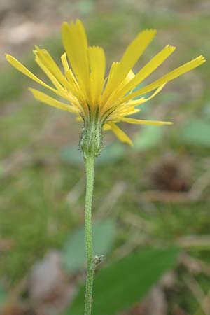 Hieracium diaphanoides subsp. forstense \ Forster Habichtskraut, D Wachenheim 7.6.2018