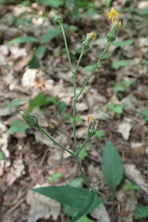 Hieracium diaphanoides subsp. forstense \ Forster Habichtskraut, D Wachenheim 7.6.2018