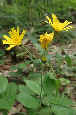 Hieracium diaphanoides subsp. forstense \ Forster Habichtskraut, D Wachenheim 7.6.2018