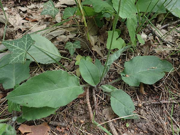 Hieracium diaphanoides subsp. forstense \ Forster Habichtskraut / Forst Hawkweed, D Wachenheim 7.6.2018