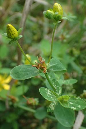 Hypericum dubium \ Stumpfes Johanniskraut / Spotted St. John's-Wort, D Mudau 15.8.2023