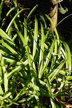 Hemerocallis fulva \ Gelbrote Taglilie / Common Day Lily, D Eich 30.6.2015