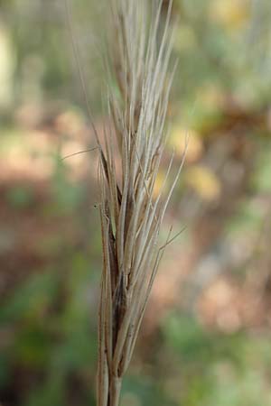 Hordelymus europaeus \ Wald-Gerste, D Östringen 27.10.2017