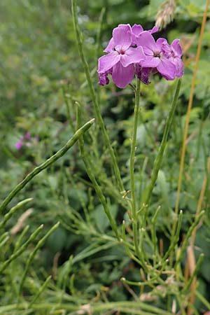 Hesperis matronalis \ Gewhnliche Nachtviole, D Beuron 26.6.2018