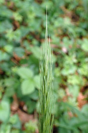 Hordelymus europaeus \ Wald-Gerste / Wood Barley, D Wolfhagen 15.6.2019