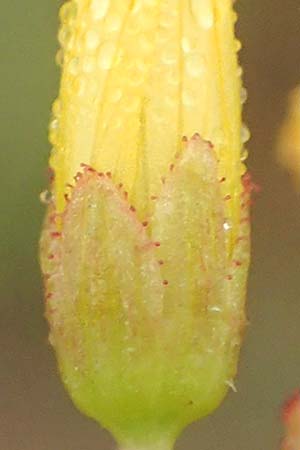 Hypericum elodes \ Sumpf-Johanniskraut, D Elmpt 11.9.2020