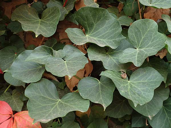 Hedera hibernica \ Irische Efeu, Groblttrige Efeu / Irish Ivy, Atlantic Ivy, D Ludwigshafen 11.10.2020