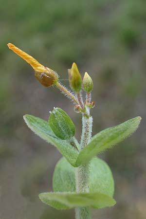 Hypericum elodes \ Sumpf-Johanniskraut / Marsh St. John's-Wort, D Elmpt 6.9.2021