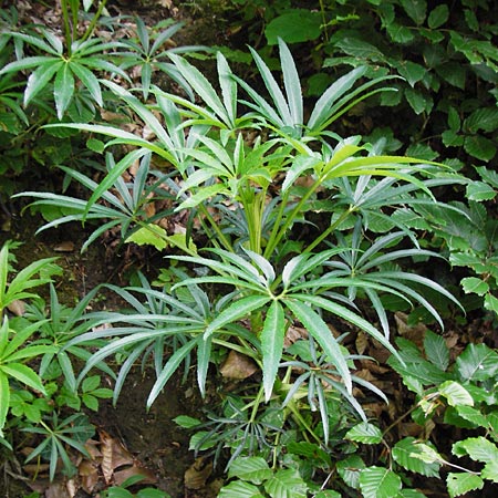 Helleborus foetidus / Stinking Hellebore, D Bruchsal 21.5.2015