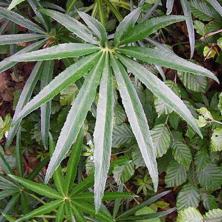 Helleborus foetidus / Stinking Hellebore, D Bruchsal 21.5.2015