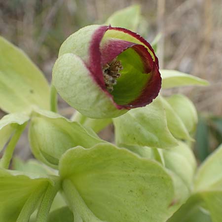 Helleborus foetidus / Stinking Hellebore, D Neuleiningen 21.2.2016