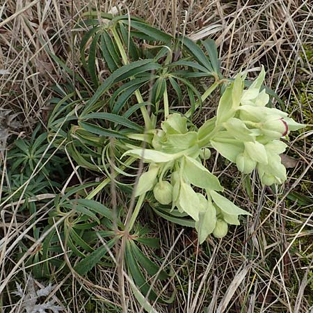 Helleborus foetidus \ Stinkende Nieswurz / Stinking Hellebore, D Neuleiningen 21.2.2016