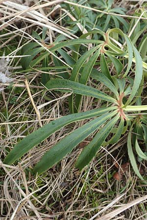 Helleborus foetidus \ Stinkende Nieswurz / Stinking Hellebore, D Neuleiningen 21.2.2016