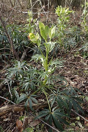 Helleborus foetidus \ Stinkende Nieswurz / Stinking Hellebore, D Neuleiningen 12.3.2016