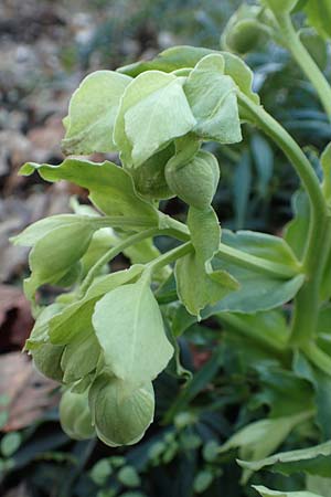 Helleborus foetidus / Stinking Hellebore, D Mannheim-Pfingstberg 24.2.2020