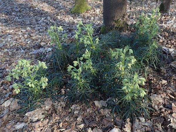 Helleborus foetidus \ Stinkende Nieswurz, D Mannheim-Pfingstberg 2.3.2021