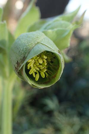 Helleborus foetidus \ Stinkende Nieswurz / Stinking Hellebore, D Mannheim-Pfingstberg 2.3.2021