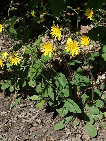 Hieracium diaphanoides subsp. forstense \ Forster Habichtskraut, D Wachenheim 29.5.2023