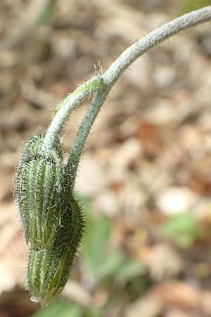 Hieracium glaucinum \ Frhblhendes Habichtskraut / Early Hawkweed, D Odenwald, Nieder-Beerbach 22.4.2016