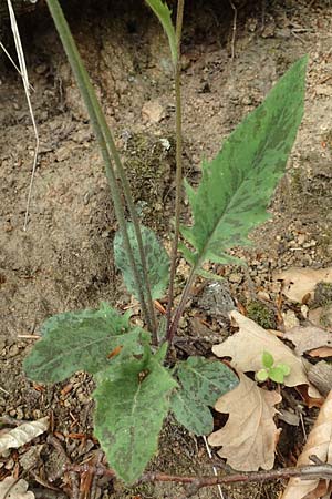 Hieracium glaucinum \ Frhblhendes Habichtskraut / Early Hawkweed, D Odenwald, Nieder-Beerbach 22.4.2016