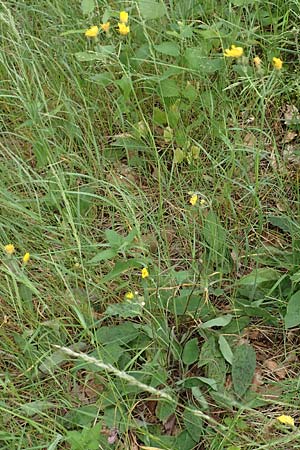 Hieracium glaucinum \ Frhblhendes Habichtskraut / Early Hawkweed, D Odenwald, Reichelsheim 16.6.2017